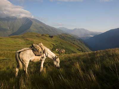 Horse in Georgians mountains